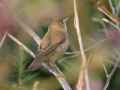 Болотная камышевка фото (Acrocephalus palustris) - изображение №2226 onbird.ru.<br>Источник: punkbirder.webs.com